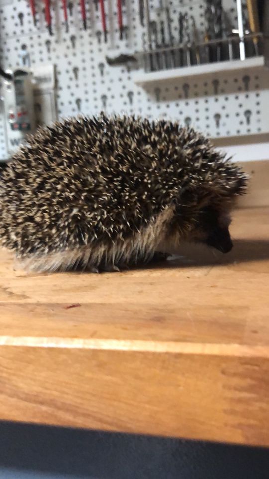 Tiere aufziehen/ aufnehmen in Biberach an der Riß