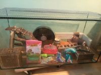 Nagerarium Terrarium Hamster Maus Dortmund - Persebeck Vorschau