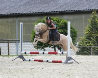 Reitabzeichen, Longierabzeichen, Bodenarbeit, Pferde-Führerschein Nordrhein-Westfalen - Velbert Vorschau