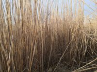 Miscanthus, Chinaschilf, Elefantengras Bayern - Zolling Vorschau