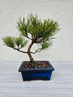 Bonsai Bergkiefer Niedersachsen - Ritterhude Vorschau