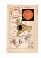 ANTIKE BILDTAFEL- LITHOGRAPHIE- 1901- ANATOMIE– AUGE- OCULUS Berlin - Mitte Vorschau