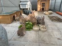 Kleine Hasen Bayern - Maxhütte-Haidhof Vorschau