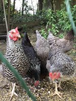 Hühner,  Hennen Sussex, Maran…. Bayern - Schonstett Vorschau