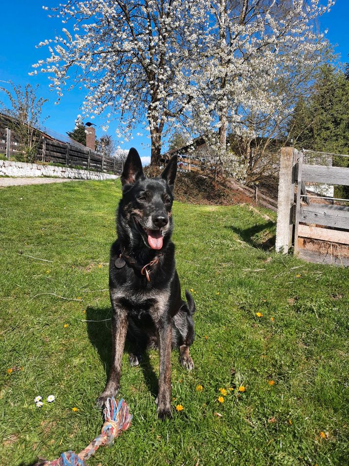 Hundepension mit Herz ❤️ in Hunderdorf