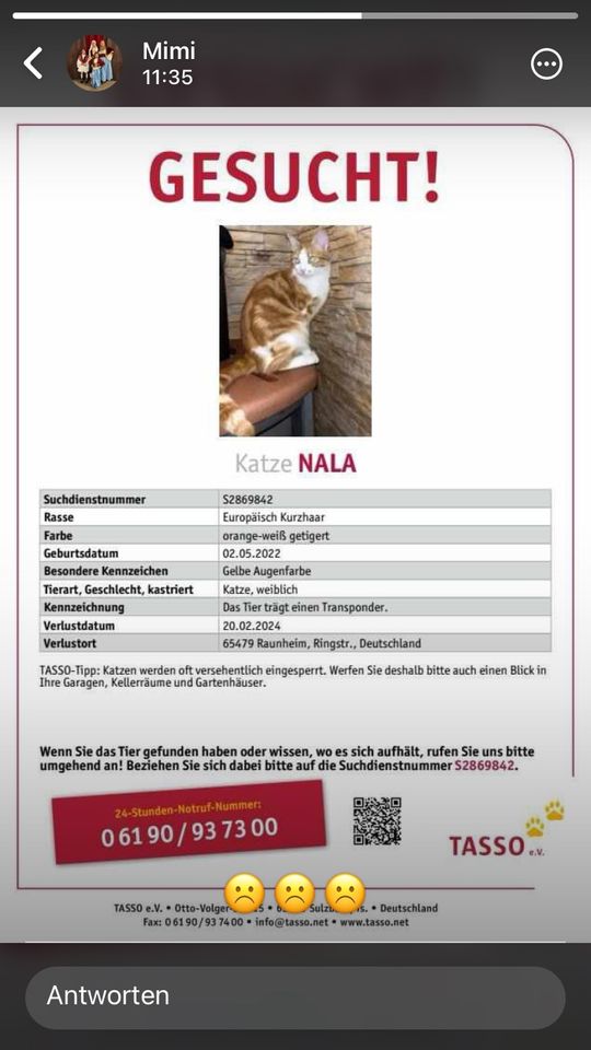 Katze Nala in Raunheim