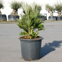 Chamaerops Humilis Vulcano kompakte Zwergpalme 70-80cm winterhart Nordrhein-Westfalen - Oberhausen Vorschau