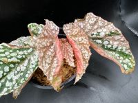 Begonia Snow Capped Variegata Bayern - Germering Vorschau