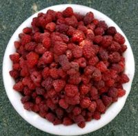 Himbeeren Himbeerpflanzen Himbeerruten Leipzig - Großzschocher Vorschau