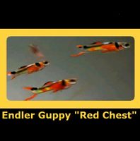 Endler Guppy "Red Chest" Dortmund - Kirchlinde Vorschau