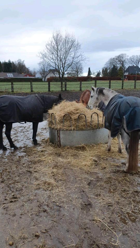 Offenstallplatz für 1 Pony/ Kleinpferd in Stuhr