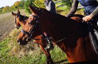 Suche Reitbeteiligung (1-2x die Woche) Reiterin sucht Pferd Wandsbek - Hamburg Volksdorf Vorschau