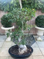 Ficus Bonsai XXL 180cm Bonsaibaum mit Topf Nordrhein-Westfalen - Neuss Vorschau