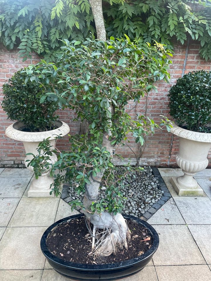 Ficus Bonsai XXL 180cm Bonsaibaum mit Topf in Nordrhein-Westfalen - Neuss |  eBay Kleinanzeigen ist jetzt Kleinanzeigen