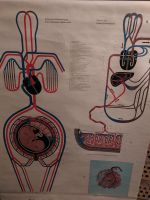 Alte Rollkarte Biologie *Embryonaler Blutkreislauf* Berlin - Pankow Vorschau