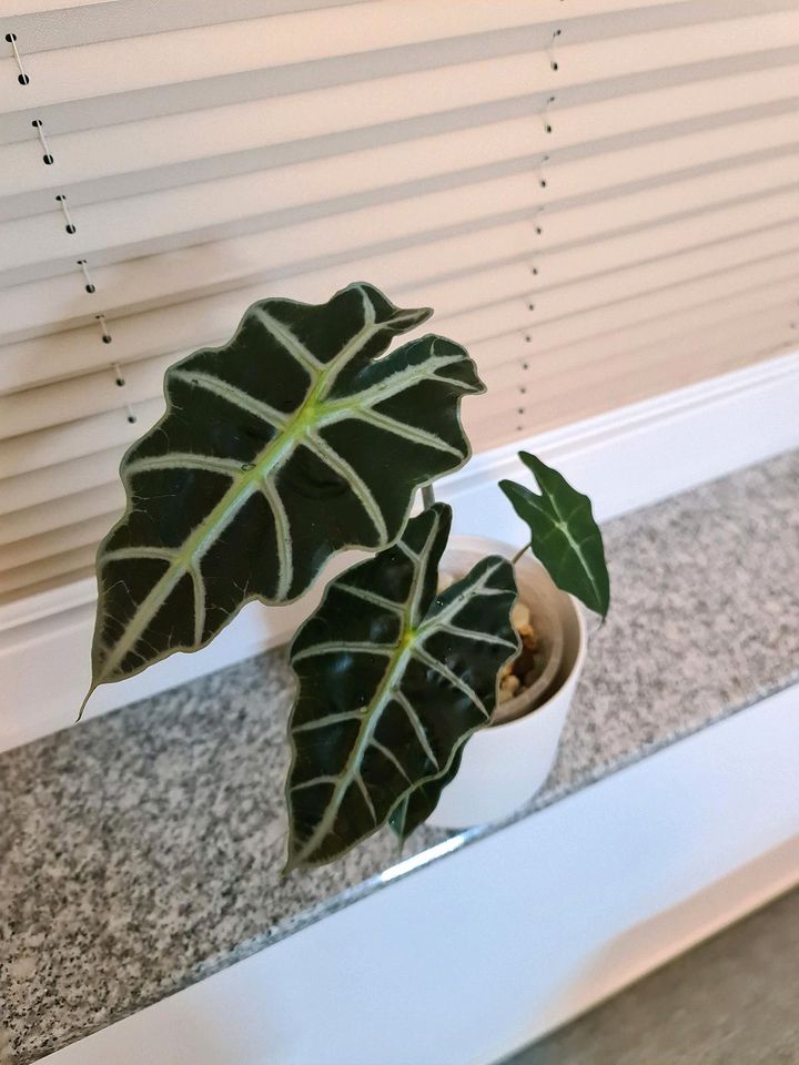 Alocasia Polly in Wiehl