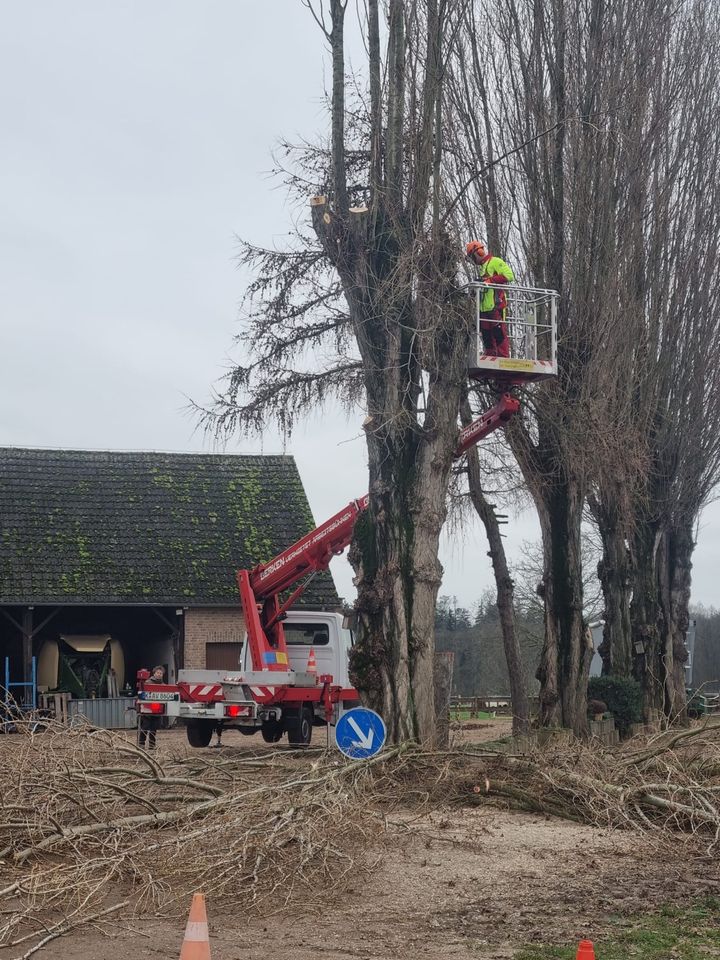 Baumfällung Kletterfällung Baumpflege Risikofällung in Dormagen