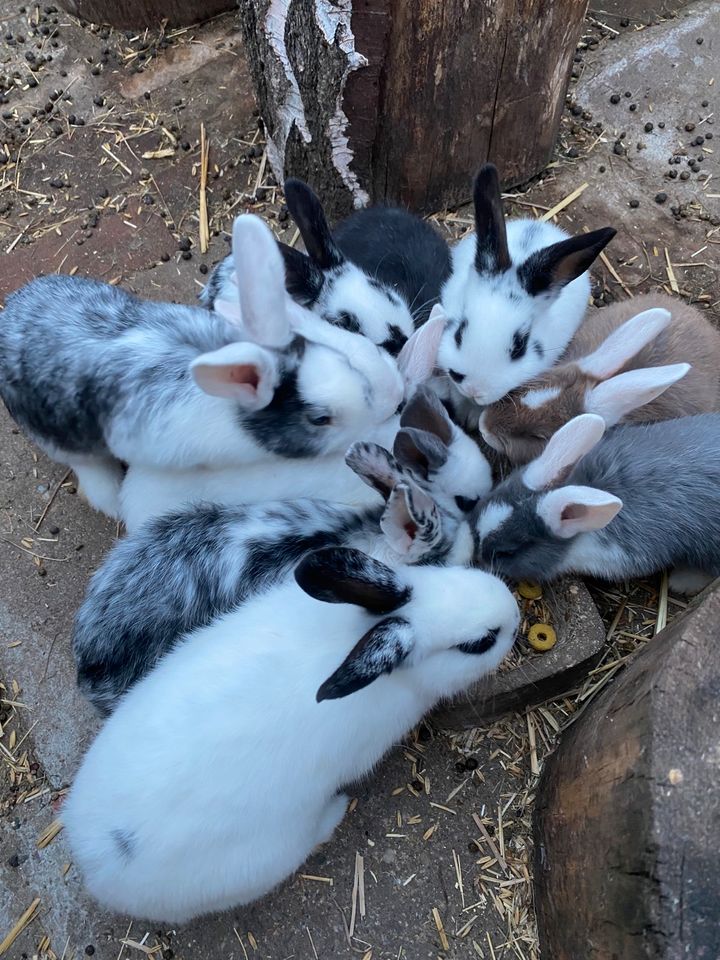 Kaninchen Kinder abzugeben in Mittenwalde