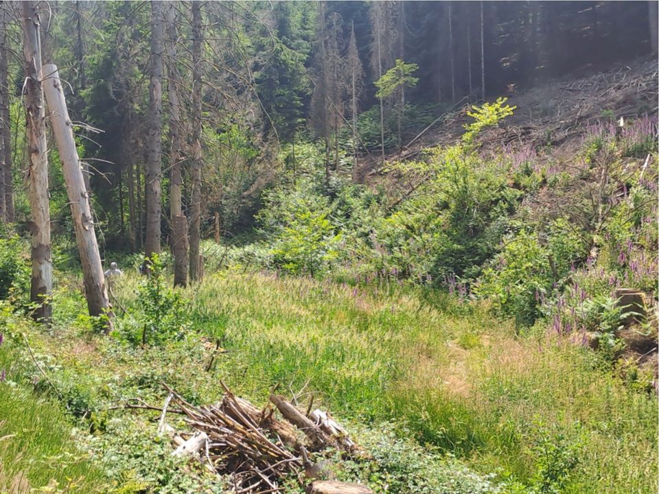 3 Waldgrundstücke  mit Bachlauf 17min. v. Köln-Ost in Overath