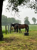 Pferdebox frei Schleswig-Holstein - Kisdorf Vorschau