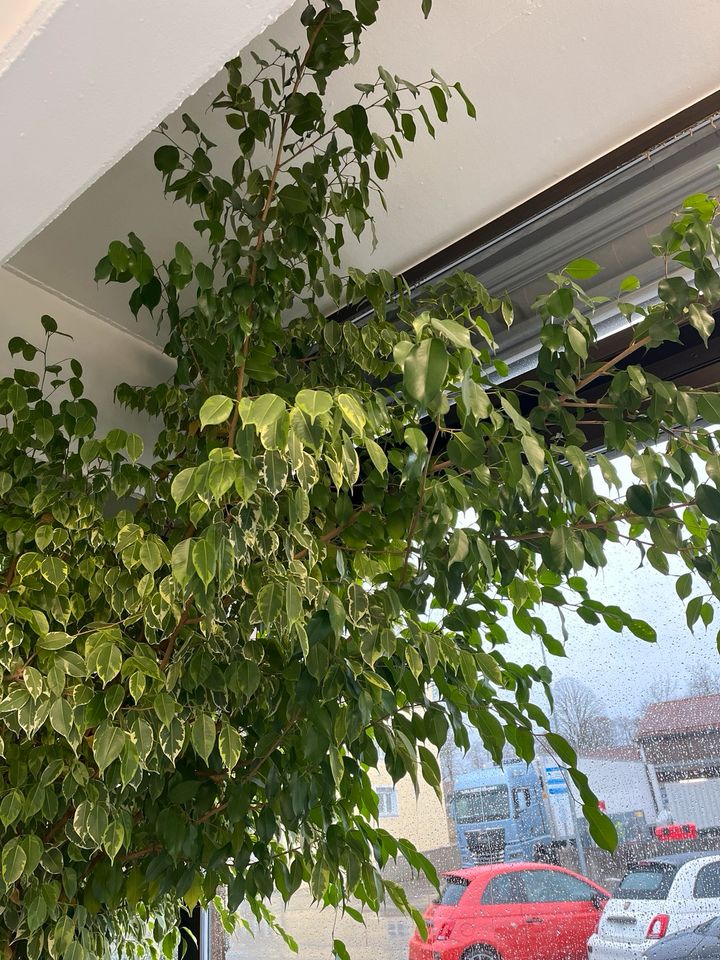 Ficus Benjamin sehr groß 310cm hoch 360cm breit Pflanze in Bayern