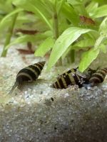 Raubschnecke Clea Helena Aquarium DN Kiel - Neumühlen-Dietrichsdorf-Oppendorf Vorschau