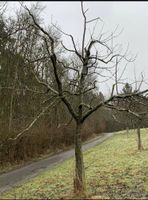 Obstbaumschnitt Baumpflege Hessen - Bad Hersfeld Vorschau