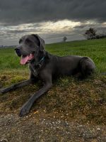 Labrador Teenie charcoal Rüde sucht seine Familie Kr. Altötting - Halsbach Vorschau