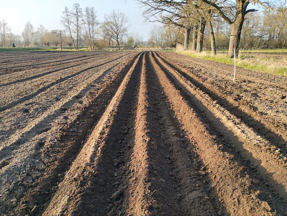 Kartoffel legen  in Lohn in Bismark (Altmark)