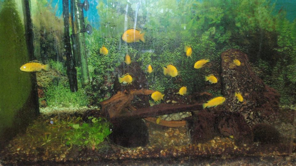 Aquarienfische in Nonn