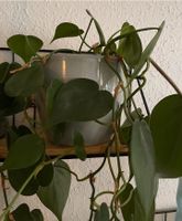 Philodendron/Baumfreund Ableger Baden-Württemberg - Winterbach Vorschau