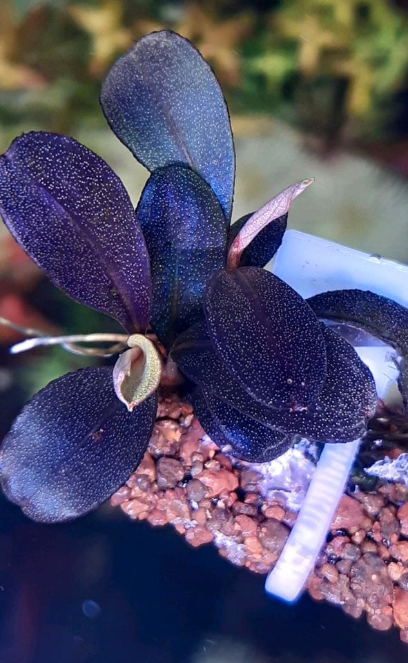 ❌Verkauft ❌⭐❤ Helena 2013 ❤⭐ Bucephalandra Aquarium Garnelen Nano in Freiburg im Breisgau