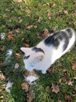 Katze zugelaufen Bayern - Hilpoltstein Vorschau