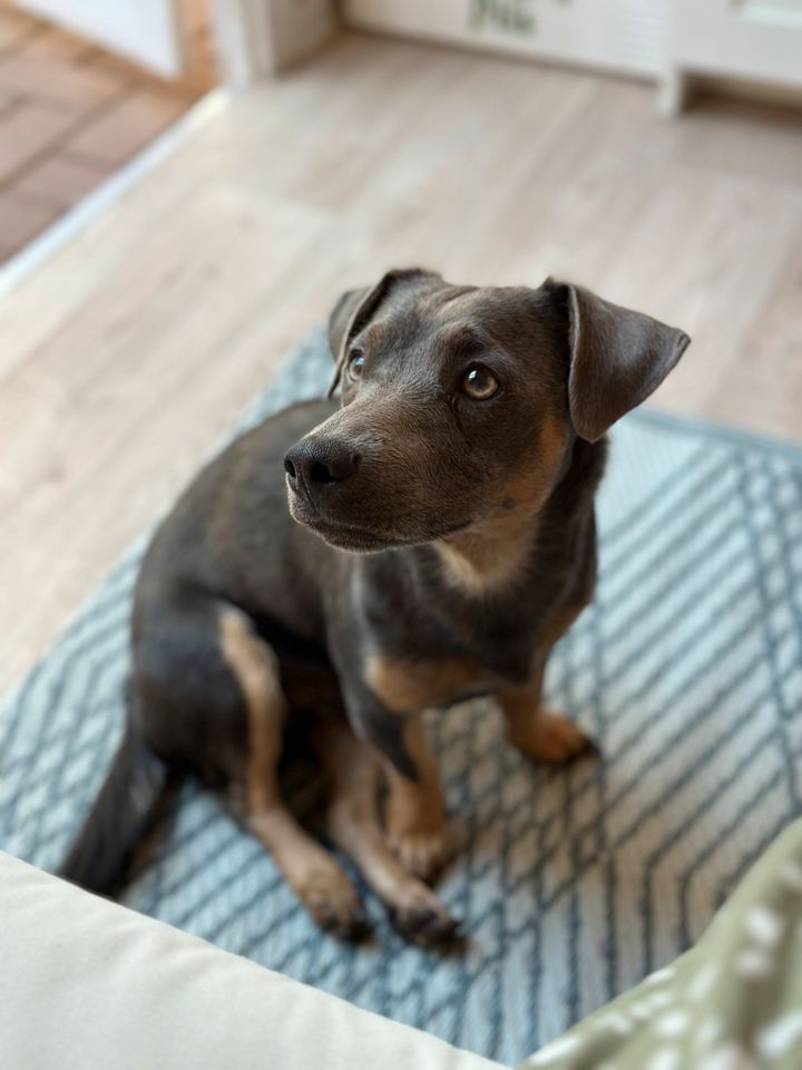 Hundebetreuung Ferien 11.08.-20.08.2024 in Beelitz