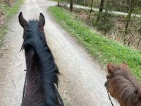 Reiten im Gelände auf Pony und Pferd Nordrhein-Westfalen - Altenbeken Vorschau