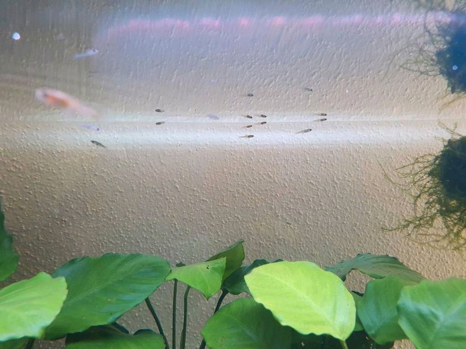 Endler Guppy Gruppe Männchen / Weibchen / Jungtiere, L144 in Augsburg