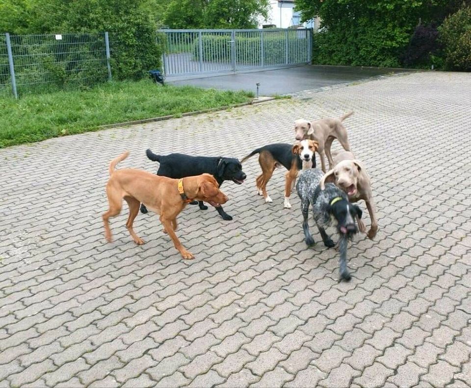 Hundepension / Hundebetreuung / Urlaubsbetreuung in Römhild