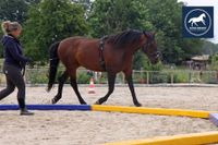 Okt 24 Biomechanisches Training oder wie trainiere ich mein Pferd Brandenburg - Nuthe-Urstromtal Vorschau