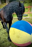 Pferdegestützte Therapie/ Reittherapie/Therapeutisches Reiten Hessen - Grävenwiesbach Vorschau