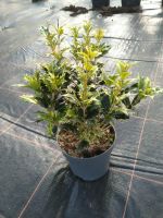 Duftblüte Goshiki / Osmanthus heterophyllus Goshiki / Höhe 40cm Nordrhein-Westfalen - Bocholt Vorschau