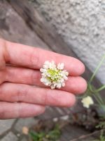 Skabiose, Bienenpflanze, weiße Blume Bayern - Parkstetten Vorschau