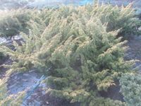 Juniperus chinensis 'Plumosa Aurea', Bonsai Rohware 200cm, 5cm Ø Niedersachsen - Soltau Vorschau