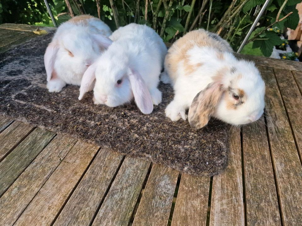 Zwergwidder Kaninchen Weibchen reinrassig 12 Wochen in Solingen