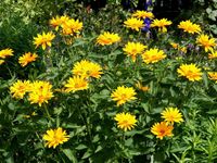 Gelbes Sonnenauge Blume Staude Pflanze für den Garten,Sonnenblume Berlin - Reinickendorf Vorschau