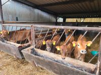 Weibliche Jersey Jungrinder, Landwirtschaft, Kuhkalb Niedersachsen - Hoogstede Vorschau