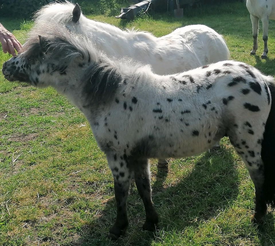 Ponyhengst, Shetty, Tigerschecke in Kabelsketal