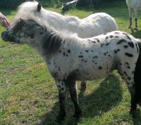 Ponyhengst, Shetty, Tigerschecke Sachsen-Anhalt - Kabelsketal Vorschau