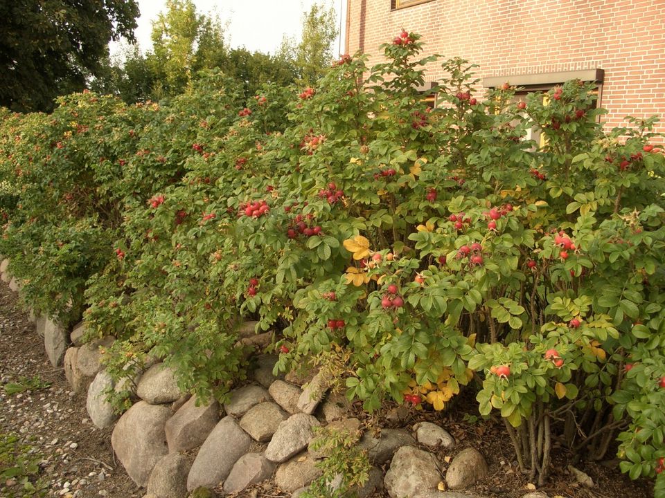 Hecke & Co: Gartenpflanzen günstig kaufen in Schweich