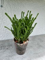 Sukkulente Crassula Muscosa Baden-Württemberg - Allmendingen Vorschau