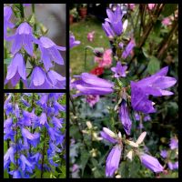 Samen  Acker-Glockenblume, Campanula rapunculoides in Violett Niedersachsen - Georgsmarienhütte Vorschau